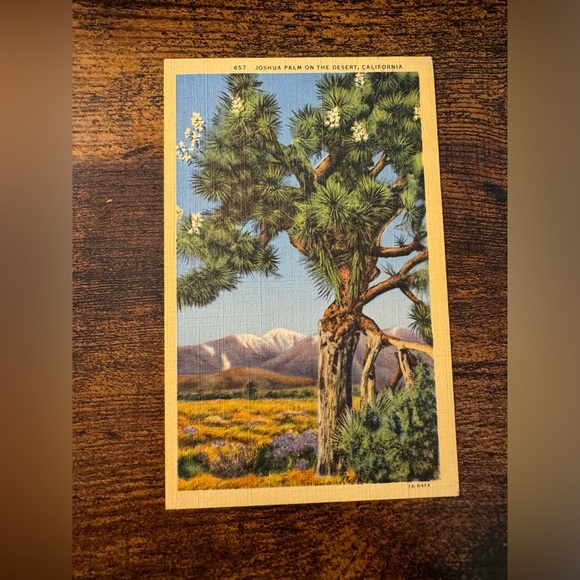 Other - Vintage Joshua Palm on the Desert, California Postcard